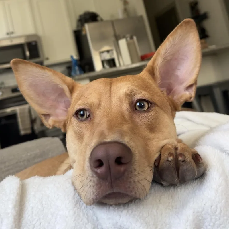 A young medium-sized female Yellow / Tan / Blond / Fawn Labrador Retriever dog named Cosmc for adoption in Columbia, SC