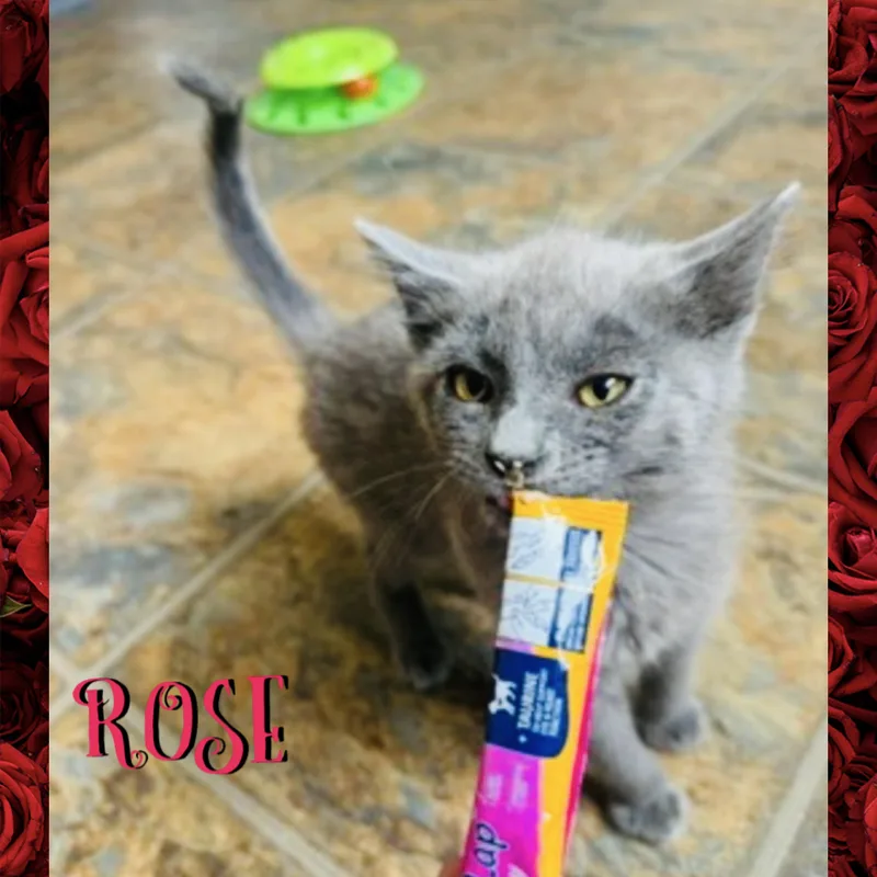 A baby medium-sized female Gray / Blue / Silver Domestic Short Hair cat named Rose for adoption in Red Lodge, MT