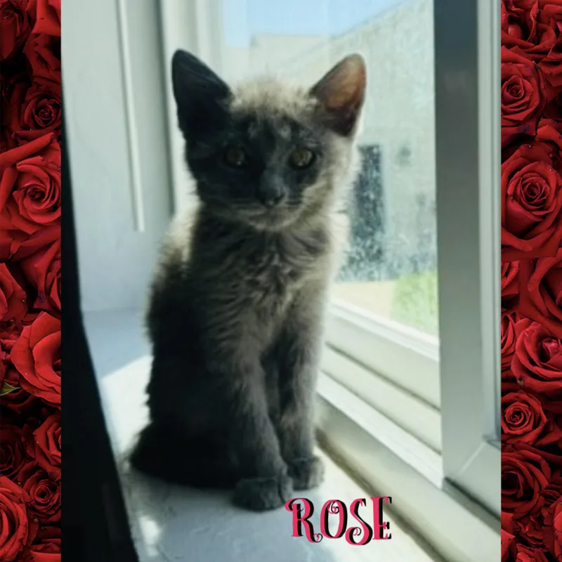 Rose thumbnail 2