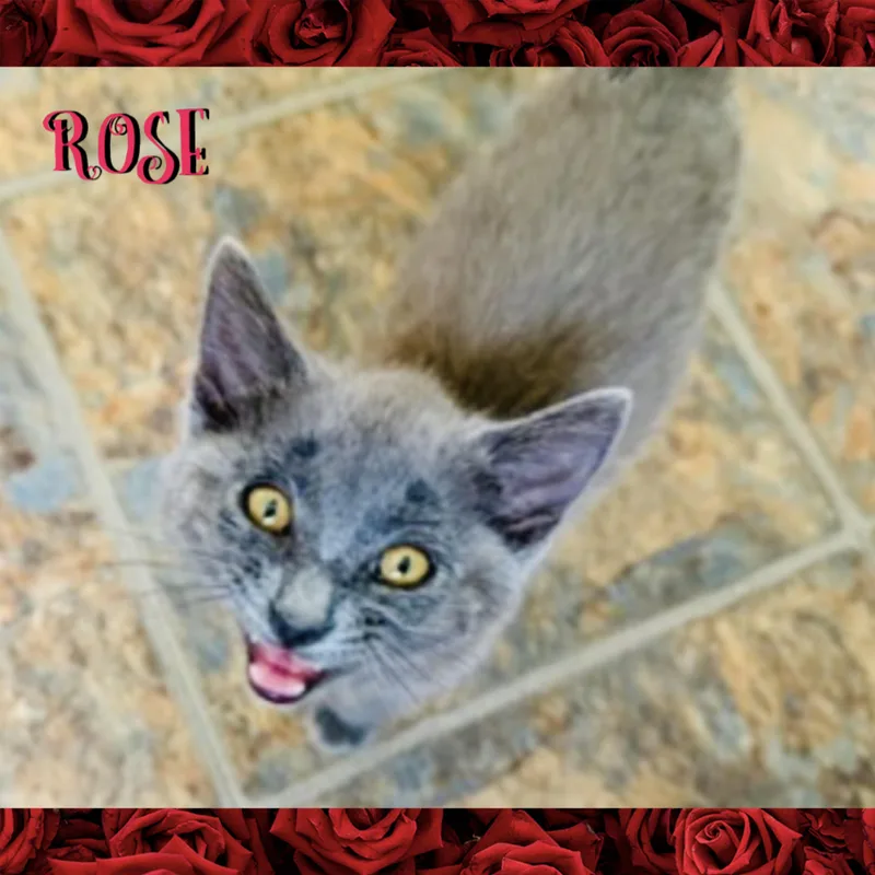 Rose thumbnail 3