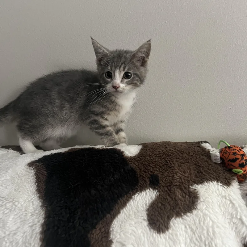 A baby small-sized male Tabby (Gray / Blue / Silver) Domestic Short Hair cat named Allen for adoption in Davisburg, MI