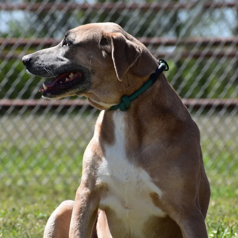 An adult large-sized female Apricot / Beige Rhodesian Ridgeback dog named Harper for adoption in Wharton, TX