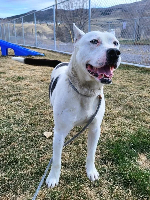 An adult medium-sized male Pit Bull Terrier dog named Draco. for adoption in Pocatello, ID