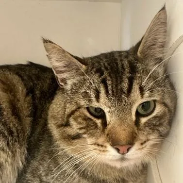 An adult small-sized male Domestic Short Hair cat named Timothy Oleary for adoption in Burlington, WA