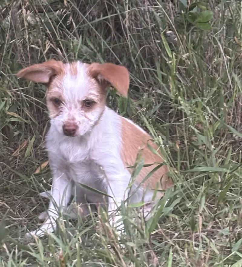 A young small-sized female White / Cream Mixed Breed dog named Star for adoption
