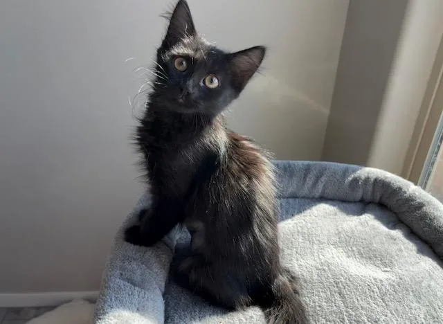 A baby small-sized female Domestic Short Hair cat named Twilight for adoption in Tucson, AZ