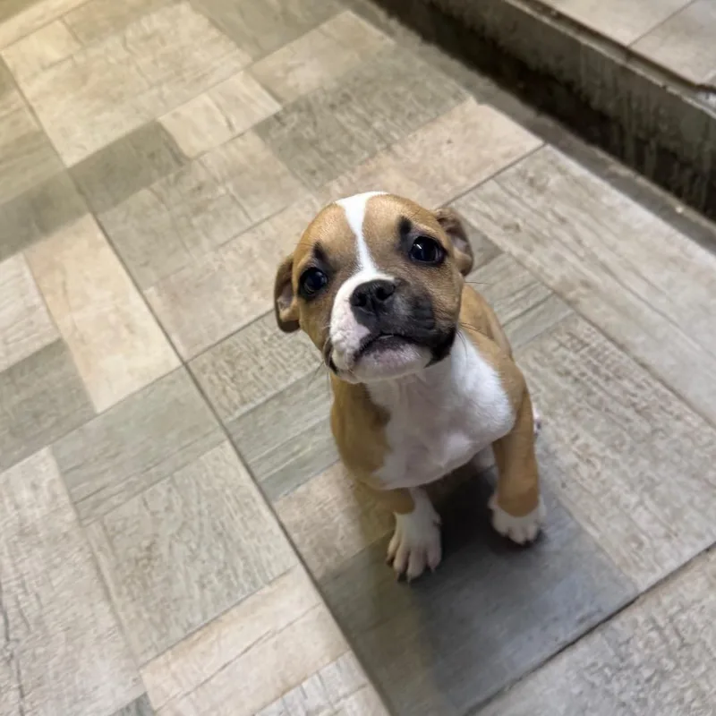 A baby small-sized female Yellow / Tan / Blond / Fawn English Bulldog dog named Female for adoption in Homer, NY