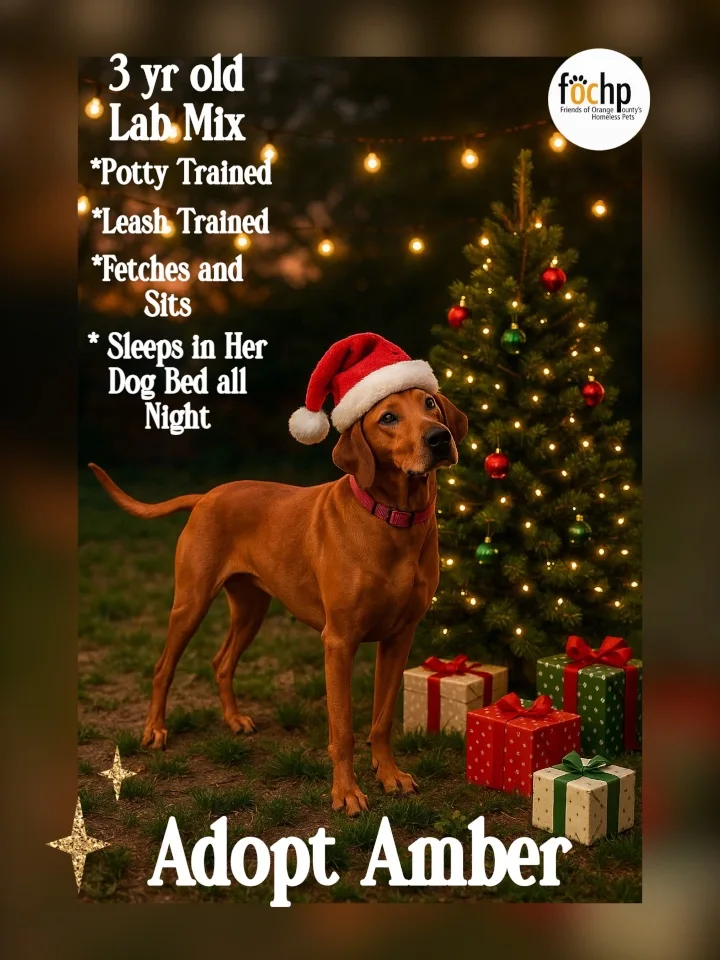 An adult large-sized female red Labrador Retriever dog named Amber for adoption in Orange, CA
