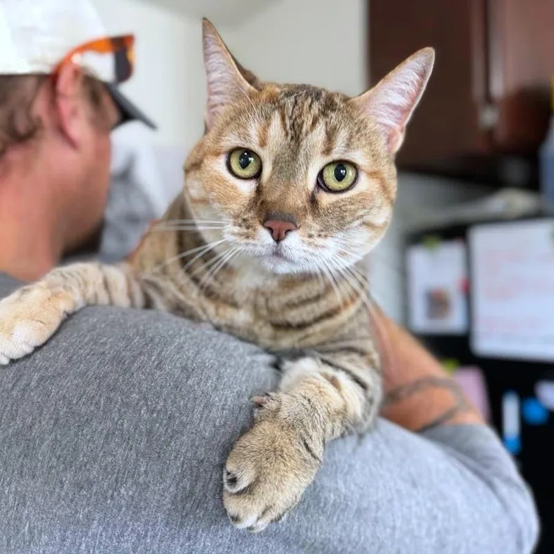 A senior large-sized female Brown / Chocolate American Shorthair cat named Gracie for adoption in Ramona, CA