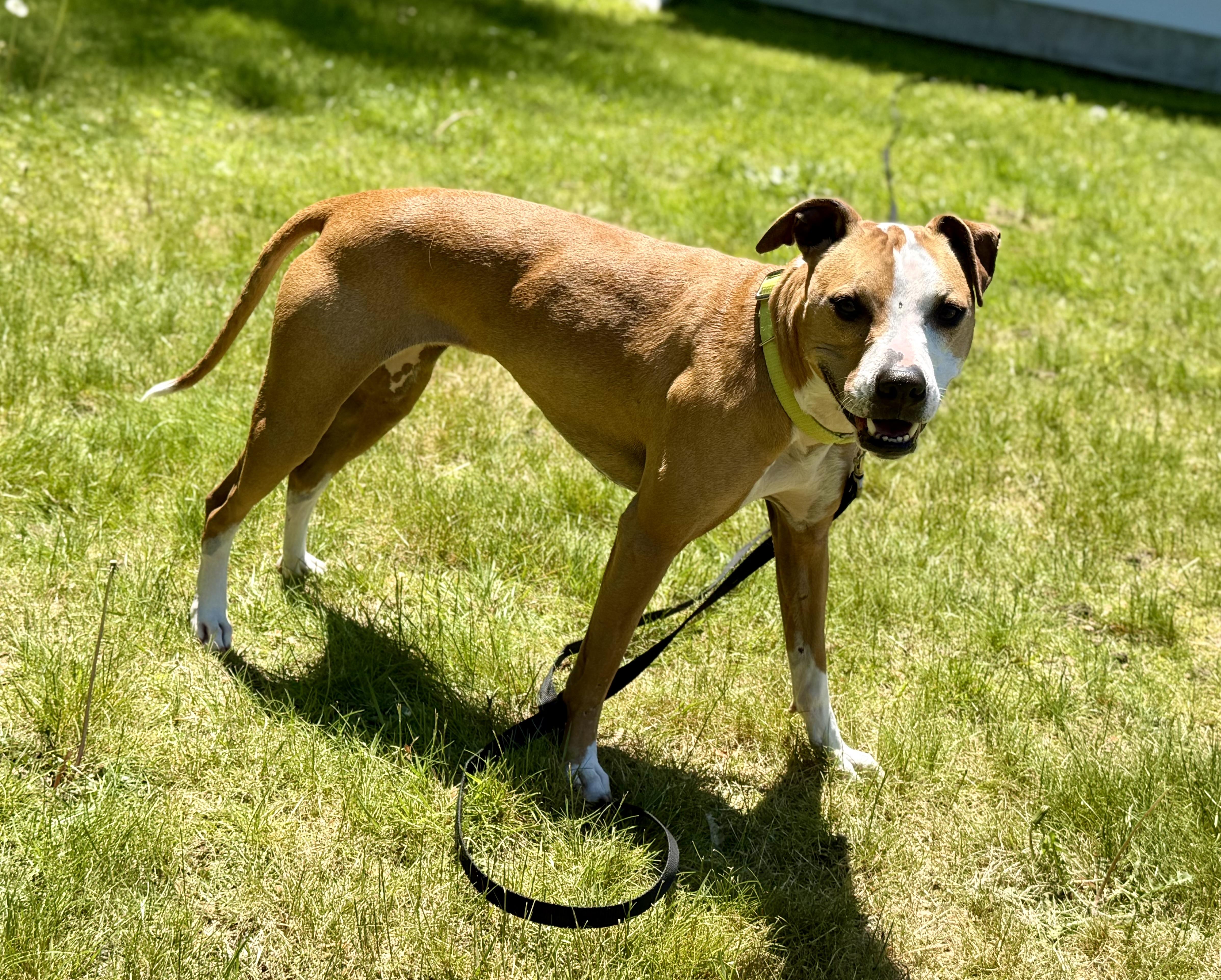 A young medium-sized female Mixed Breed dog named Ellie for adoption in Pembroke, MA