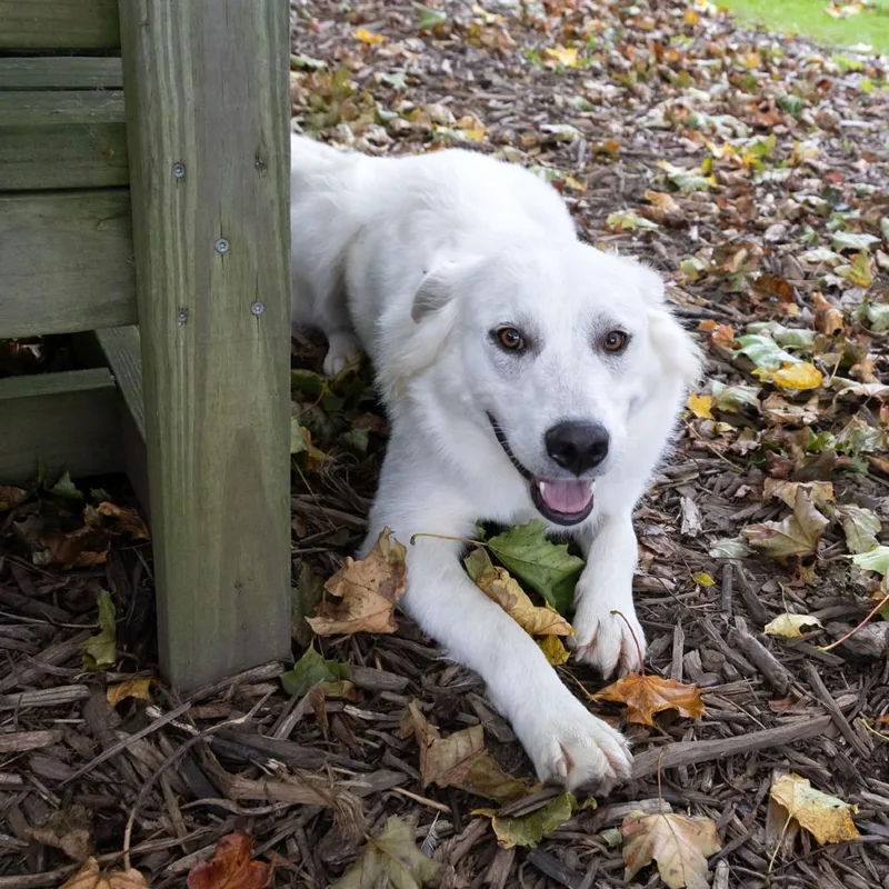 An adult medium-sized male Great Pyrenees dog named Comet for adoption in McKean, PA