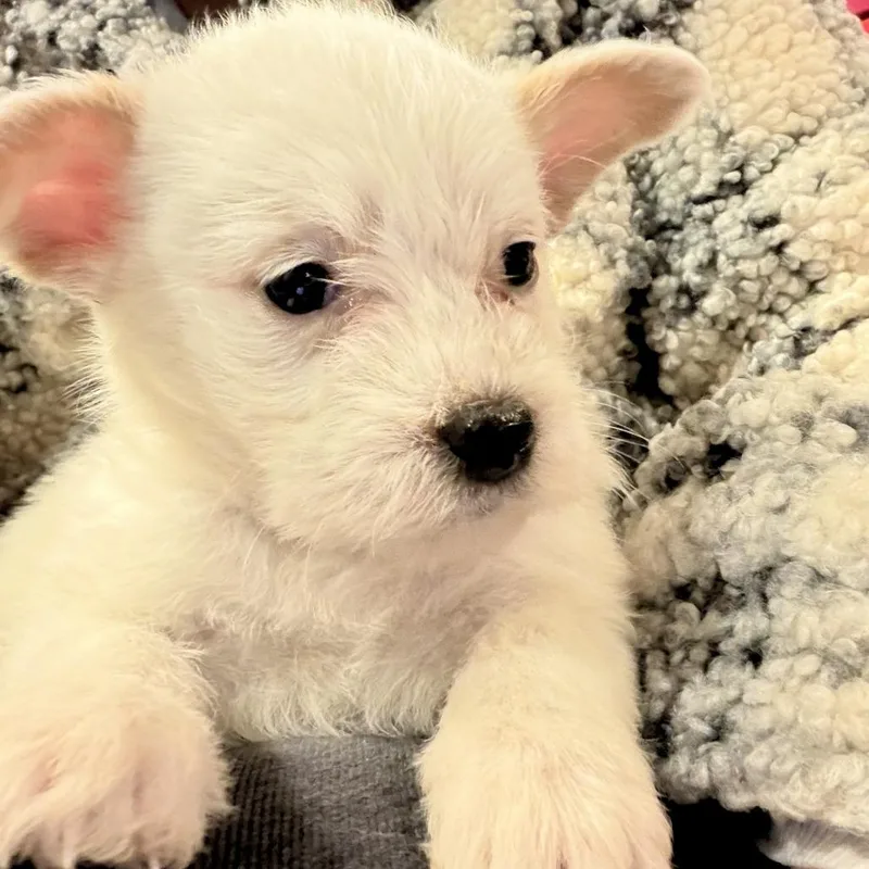 A baby small-sized female White / Cream Australian Cattle Dog / Blue Heeler dog named Bingo for adoption in Sonoma, CA