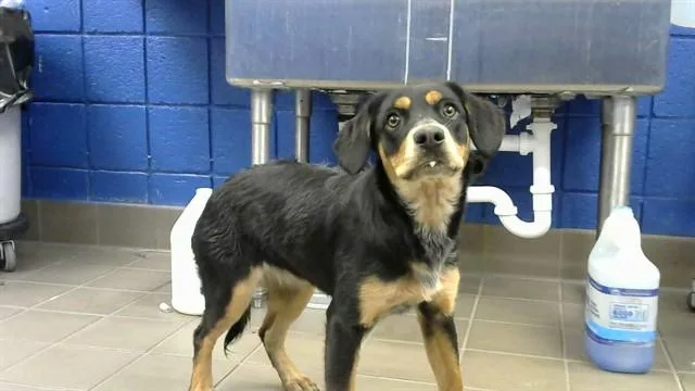 A young small-sized female Beagle dog named Klondike for adoption in Albuquerque, NM