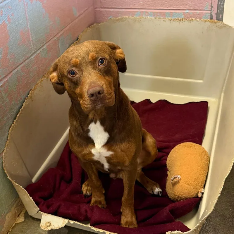 An adult large-sized male Red / Chestnut / Orange Mixed Breed dog named Red for adoption in Jefferson city, TN
