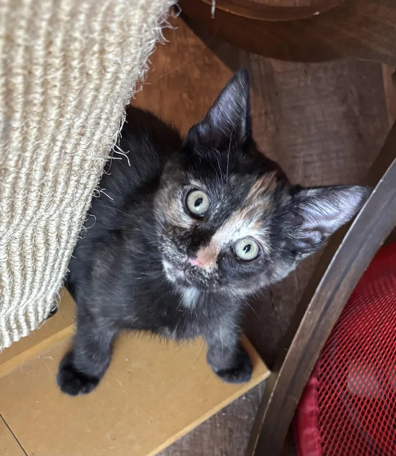 A young medium-sized female Tortoiseshell Domestic Short Hair cat named Samoa for adoption in Sierra Vista, AZ