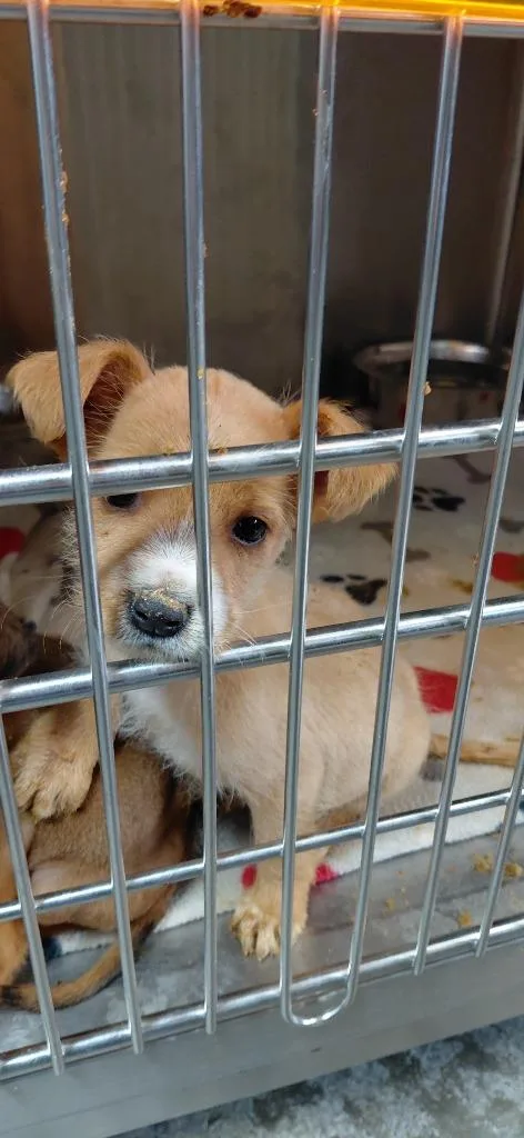 A baby small-sized female Mixed Breed dog named Chacha for adoption in Henderson, NC