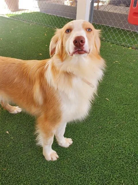 A young small-sized female Australian Shepherd dog named Lovie for adoption in Castaic, CA