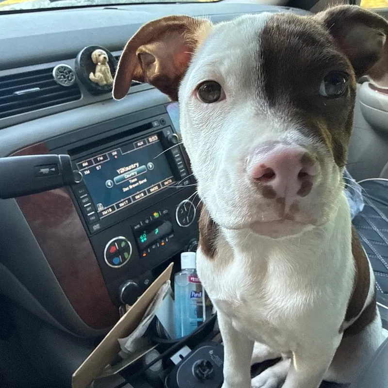 A baby medium-sized male White / Cream Mixed Breed dog named McDreamy for adoption in QUINCY, FL
