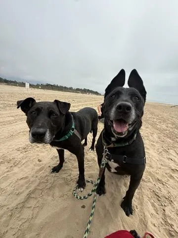 A senior large-sized male Labrador Retriever dog named Shadow for adoption in Santa Maria, CA
