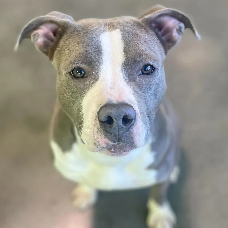 An adult large-sized female Gray / Blue / Silver Pit Bull Terrier dog named Diamond D for adoption in Princeton, MN