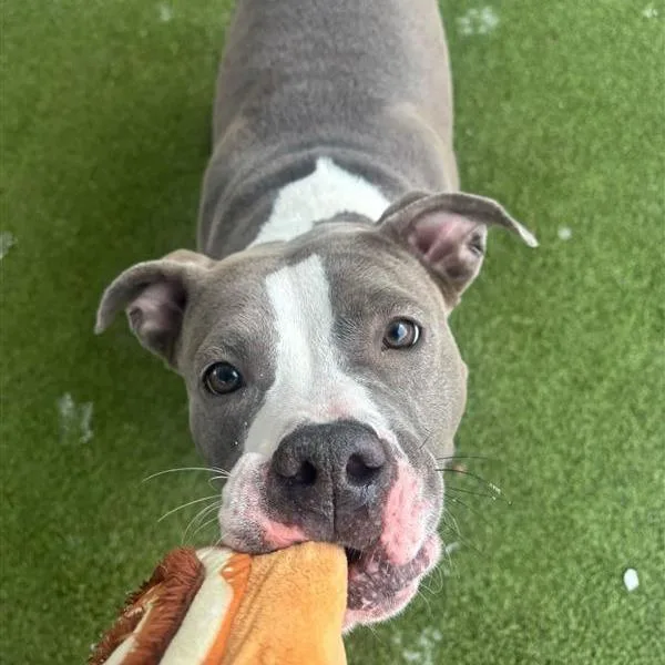 Diamond D thumbnail 2