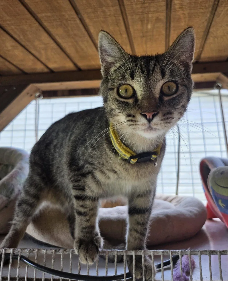 A baby medium-sized male Tabby cat named Wren for adoption in Attalla, AL