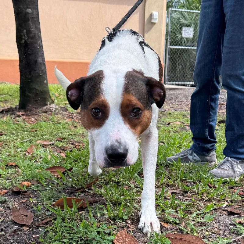 An adult medium-sized male Brown / Chocolate Plott Hound dog named Noodle for adoption in St. Augustine, FL