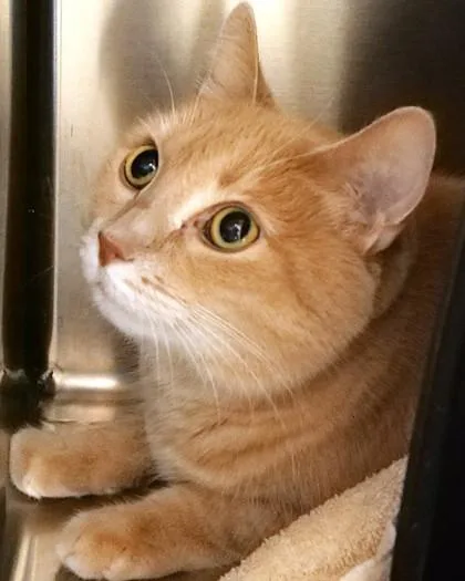 A senior medium-sized male Domestic Short Hair cat named Leo Howard for adoption in Fishers, IN