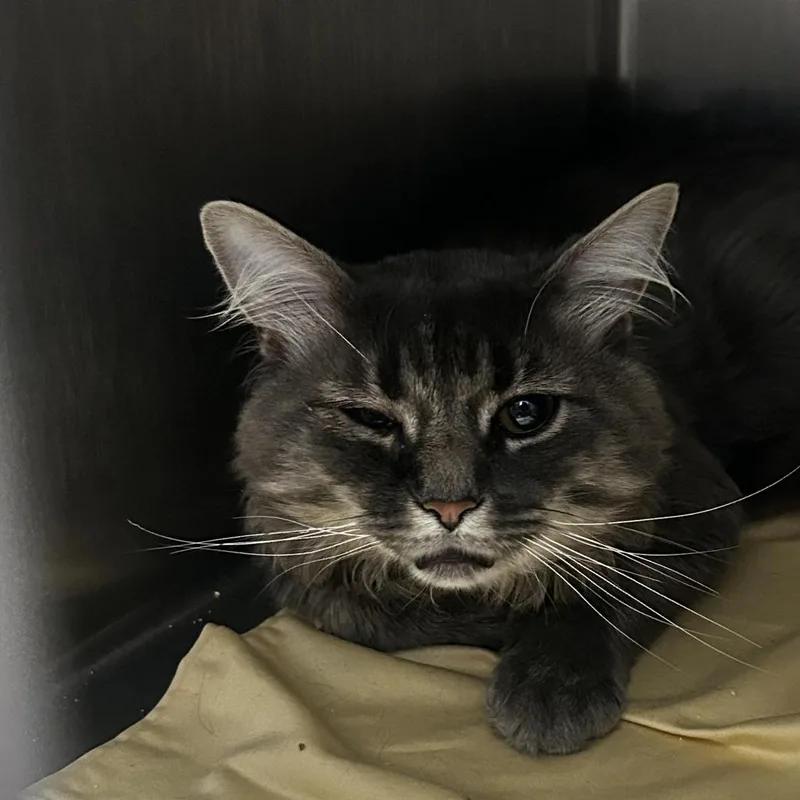 A young large-sized male Black Domestic Short Hair cat named stray TNR for adoption in Newark, NJ