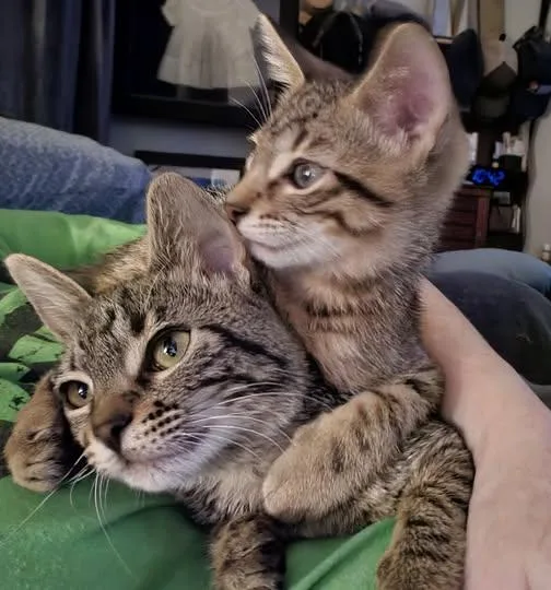 A baby medium-sized female Tabby cat named Gala for adoption in Plano, TX