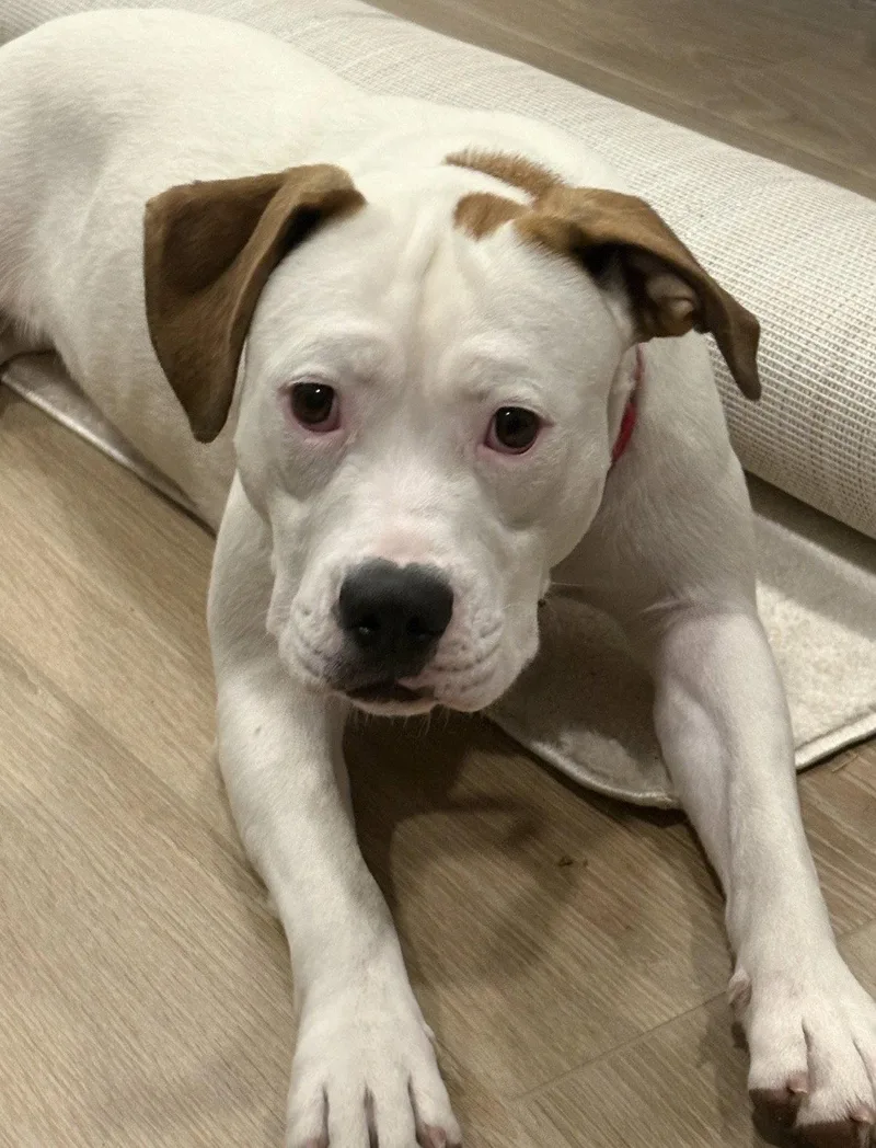 A young large-sized female Terrier dog named Pearl Pitty for adoption in Bothell, WA