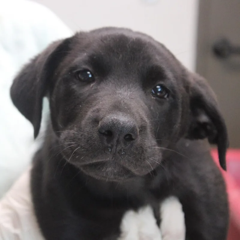 A baby small-sized female Black Retriever dog named Blue for adoption in Cleveland, MS