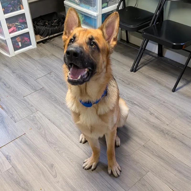 A young large-sized male Yellow / Tan / Blond / Fawn German Shepherd Dog dog named Rex for adoption in Greenville, PA