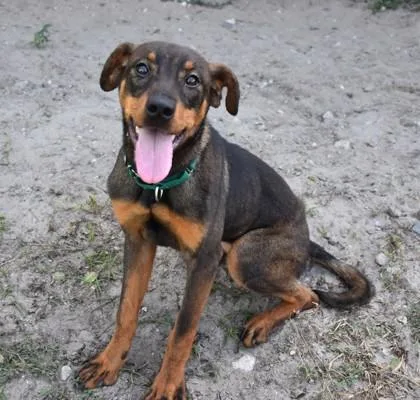 A young large-sized female Brown / Chocolate German Pinscher dog named Squeak for adoption in Inverness, FL