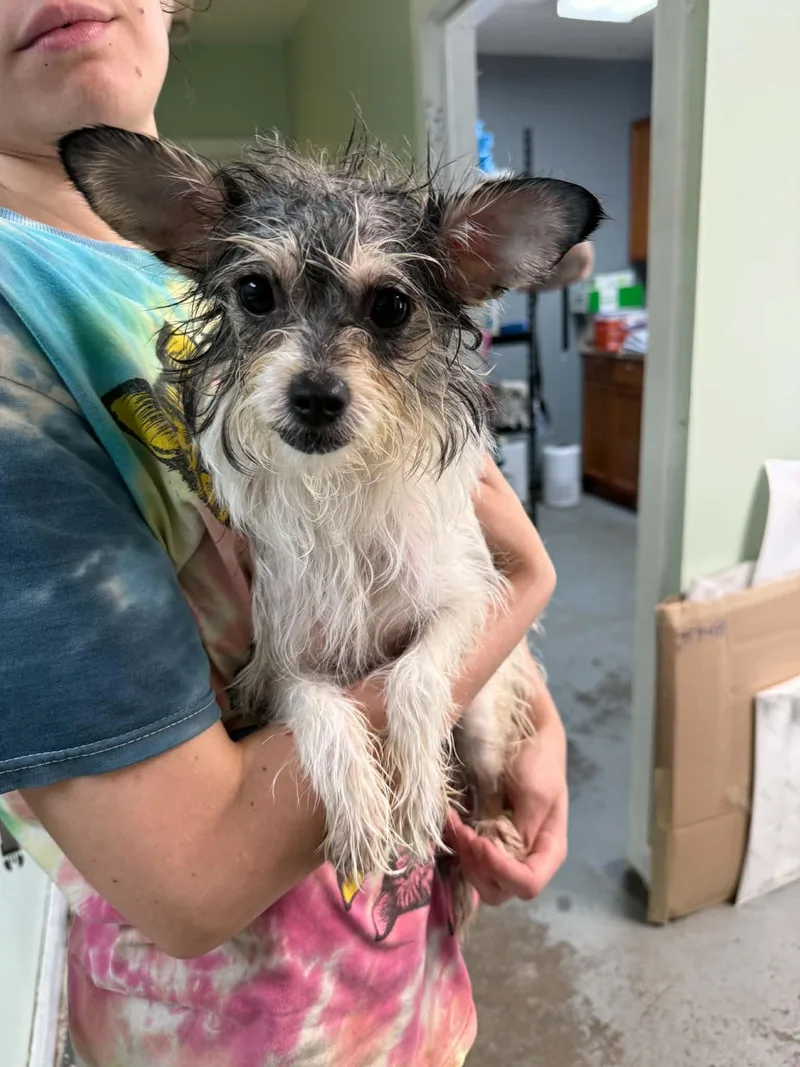 An adult small-sized female Yorkshire Terrier dog named Prailey for adoption in Fayetteville, WV