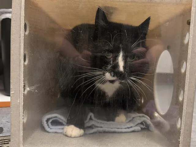 An adult medium-sized male Domestic Short Hair cat named Mamoru for adoption in Kent, WA