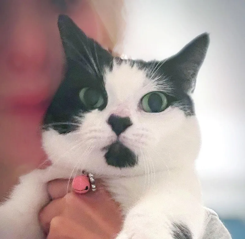 Minnie Moo Lovemachine thumbnail 3