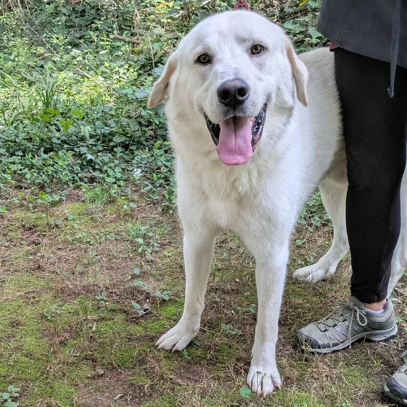 An adult large-sized male White / Cream Great Pyrenees dog named Curly Joe for adoption in Charlottesville, VA
