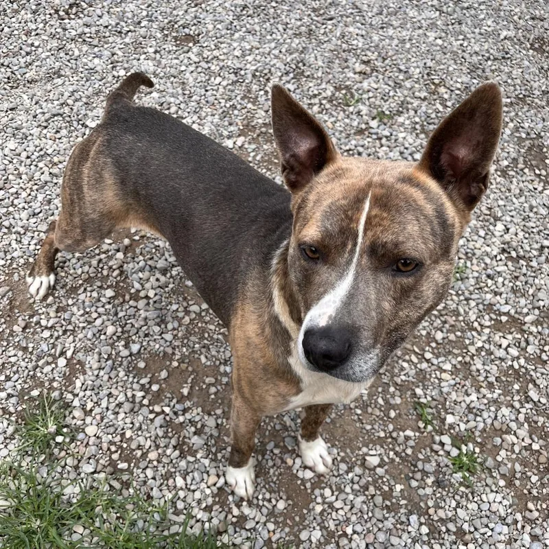A young medium-sized male Brindle Mixed Breed dog named Simba Steve for adoption in Fairport, NY