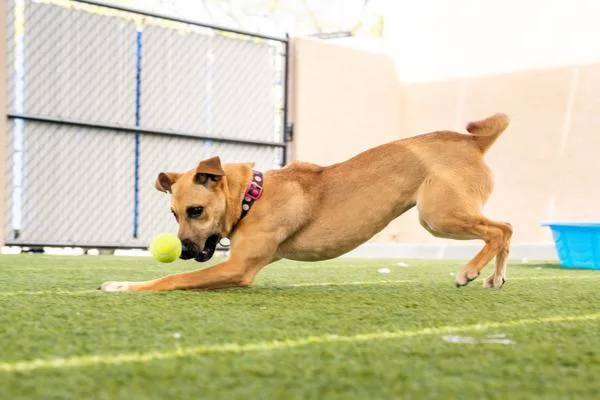 A young medium-sized female Shepherd dog named Peaches for adoption in San Diego, CA