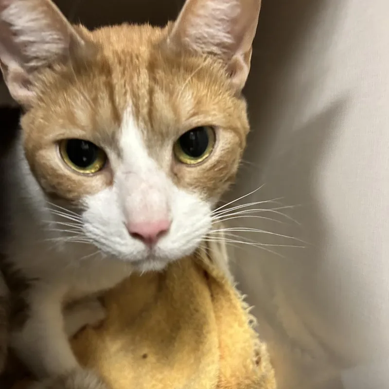 An adult medium-sized male Orange / Red Domestic Short Hair cat named Sir King for adoption in Redwood City, CA