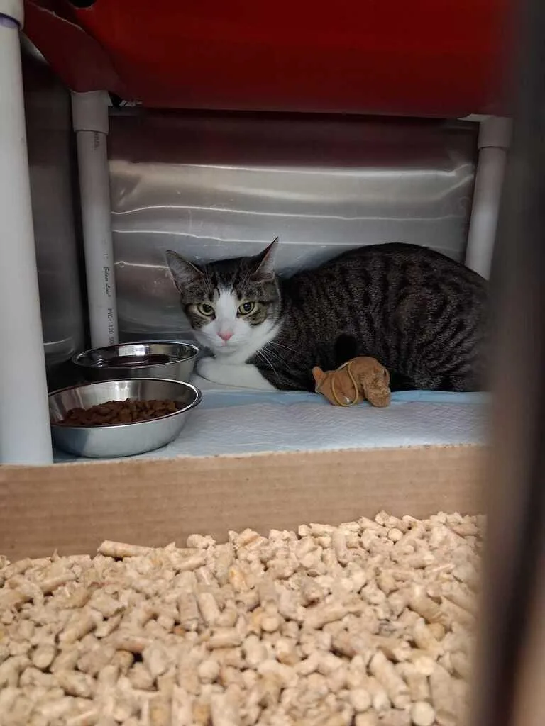 An adult small-sized female Black Domestic Short Hair cat named Pretty Boy for adoption in Cincinnati, OH
