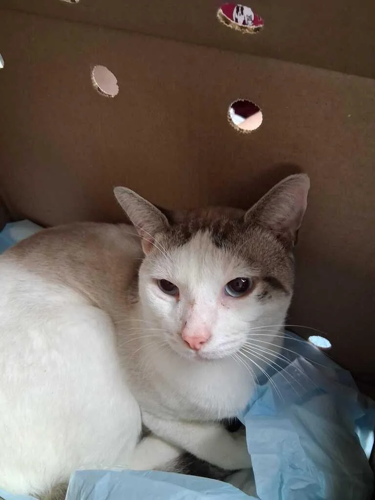 An adult medium-sized male White Domestic Short Hair cat named Tudor for adoption in Cincinnati, OH