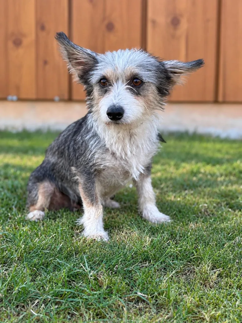 An adult small-sized female Yorkshire Terrier dog named Lucia for adoption in Helotes, TX