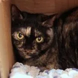 A senior medium-sized female Tortoiseshell Domestic Short Hair cat named Shrimp for adoption in Hilliard, OH