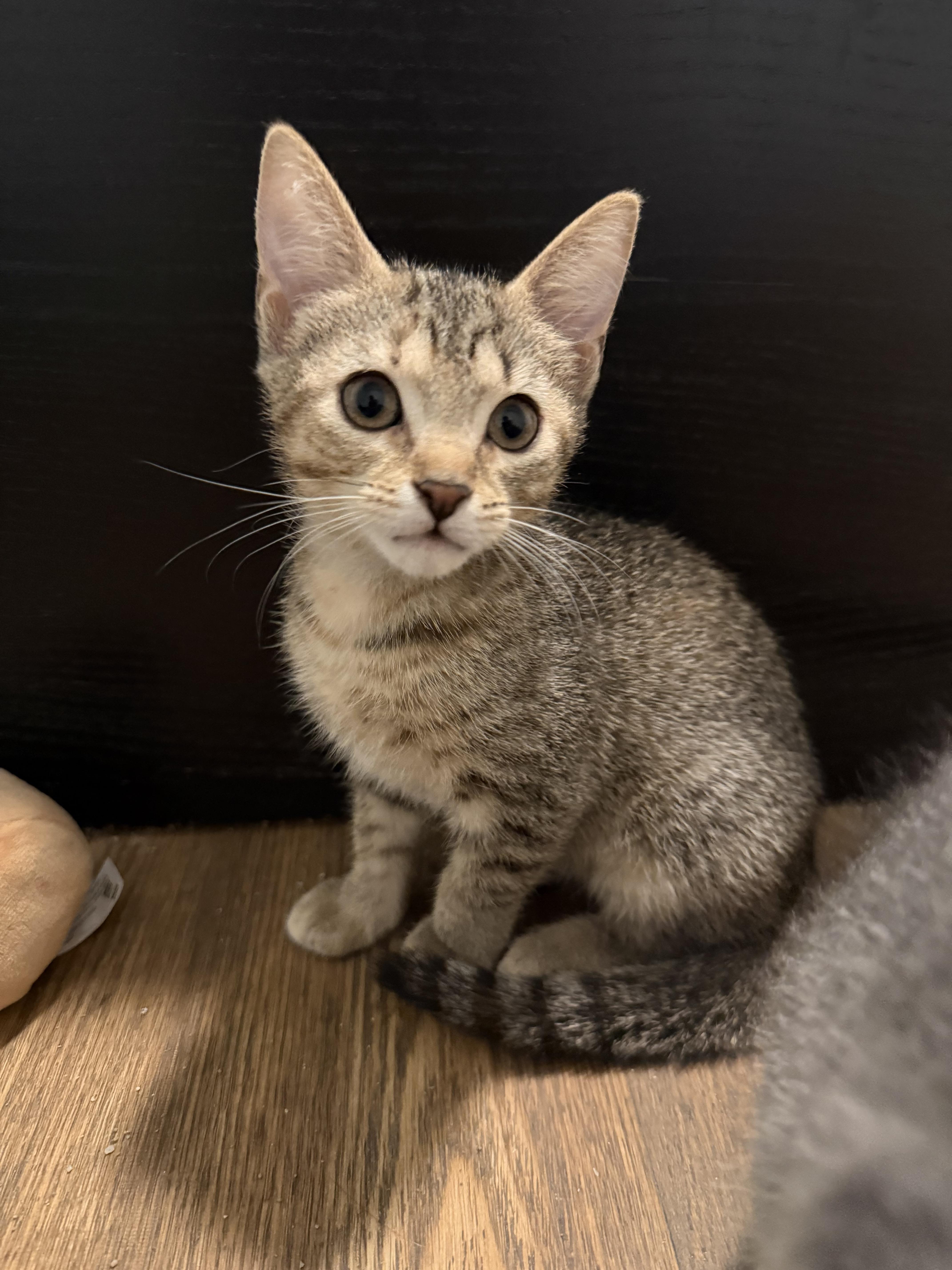 A baby small-sized female Tabby (Brown / Chocolate) Domestic Short Hair cat named Lea for adoption in East Point, GA