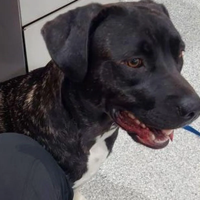An adult medium-sized female Pit Bull Terrier dog named Holly for adoption in Lake Havasu City, AZ