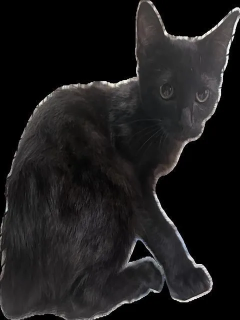 A baby small-sized male Domestic Short Hair cat named Jim for adoption in Los Angeles, CA