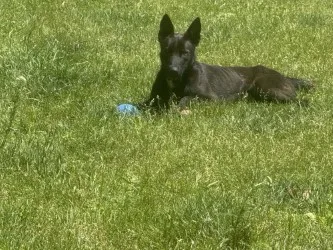 An adult medium-sized male Black Shepherd dog named Shadow for adoption in Standish, MI
