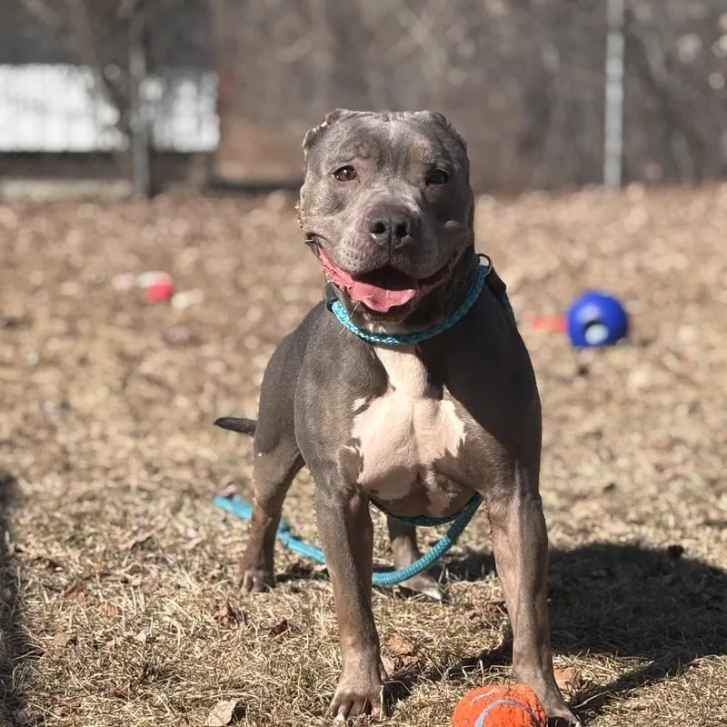 An adult large-sized female Gray / Blue / Silver Pit Bull Terrier dog named Flora for adoption in Standish, MI